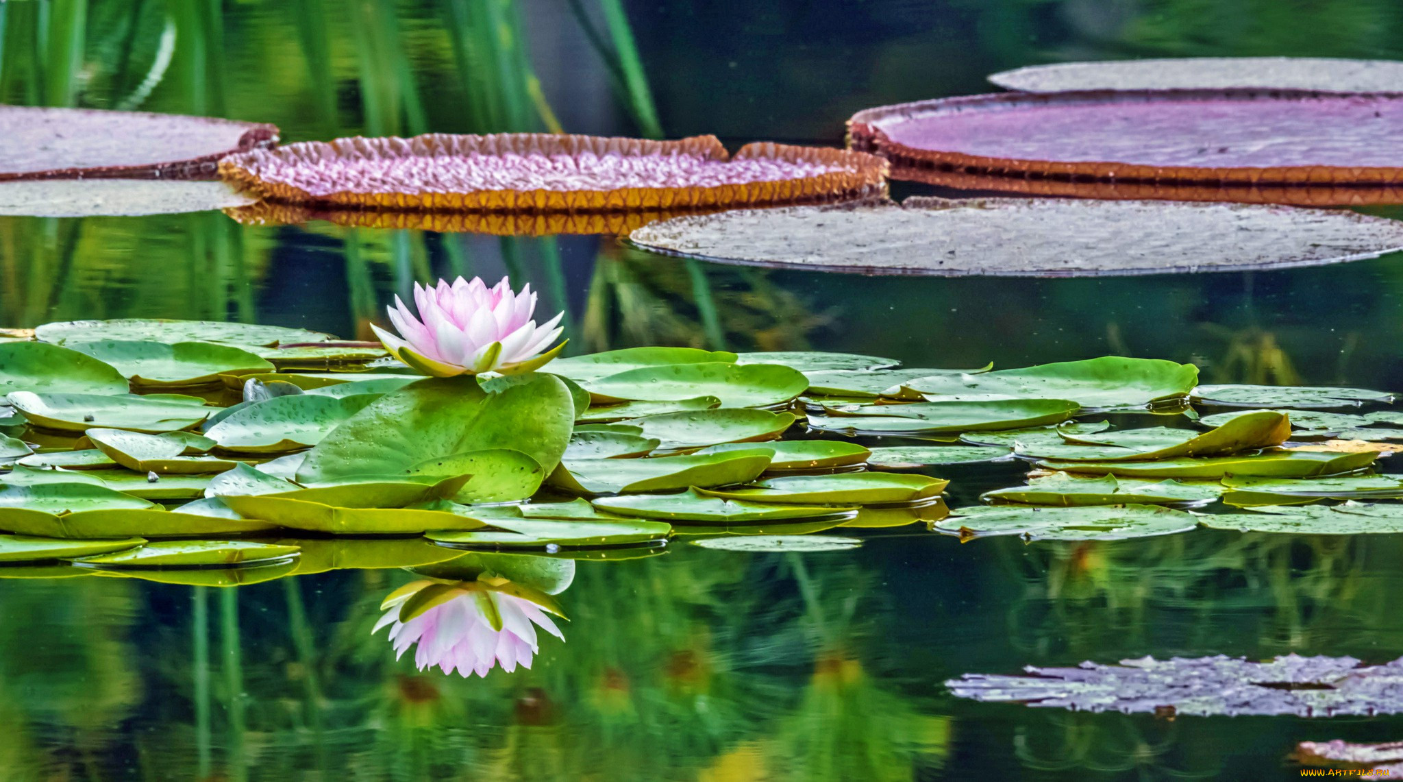 waterlily in reflection, ,  ,  ,  , , 